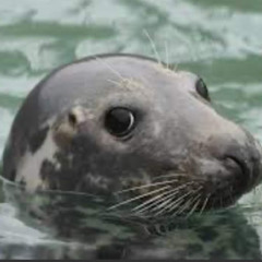 The gaming seal