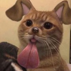 Lê Đức Tuấn