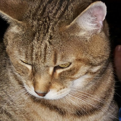 artie