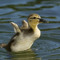 Duckocute