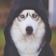 zhzx