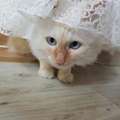 임영웅