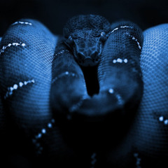 Shadow Snake