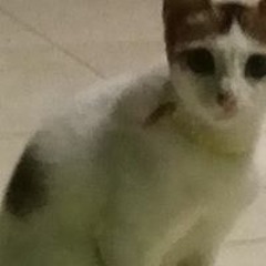 kiansantang