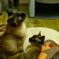 Don Quijote De la Mancha