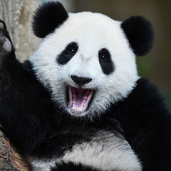 Sappige_Panda