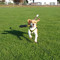 Wylie TheBeagle
