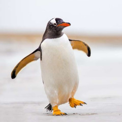 Crystal Torres- Rodriguez