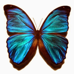 Parvane Alizade