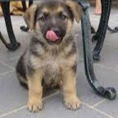 Jaylen Maxie