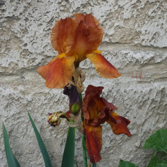 Iris Geoffroy