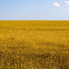 Алексей Козюпа