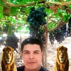 شعبى