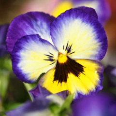 Violet Goldoust
