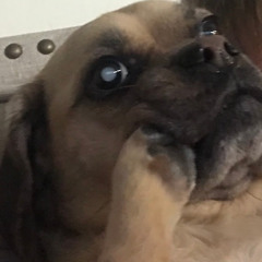Yoda's hairline