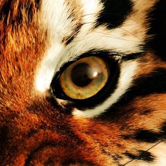 TigerEye2005