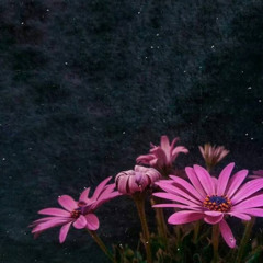 زَ