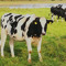 Crazy Cow16