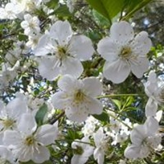 Betül Fatıma Karadavut