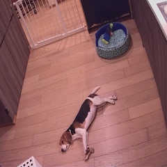 Beezee Dog