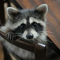 Мария Неволина