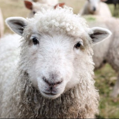 Land Sheep