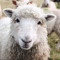 Land Sheep