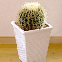 サボサボ