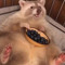 Panda Wee