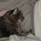 sleeping kiity