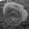 Mary Lee