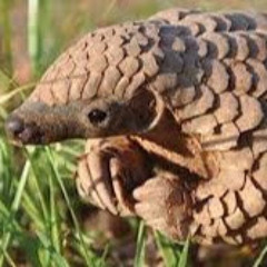Angry Pangolins