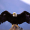 HAMED