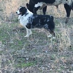 Logankya Chatmansage