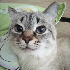 CHARActer)