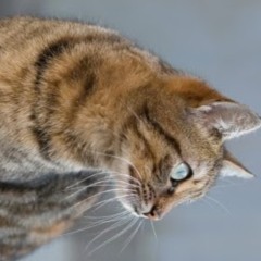 boy