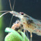 Amanoshrimp0212