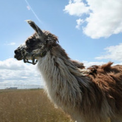 ZukAnni