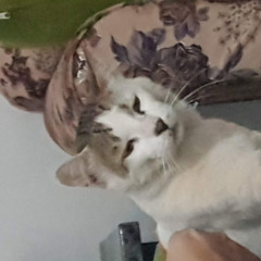 tengku satriyo