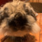 TheStubbyBunny & Friends