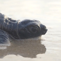 tortletortle