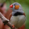 zebrafinch the finch