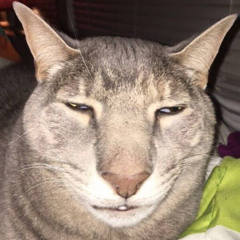 かわいい猫