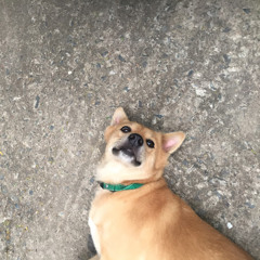 DoggoPong TheFirst