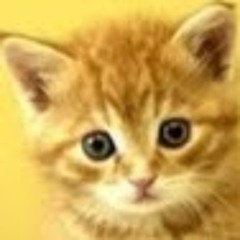 FINN DISCHKE (Student)