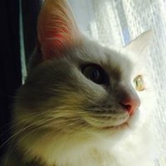 Risa