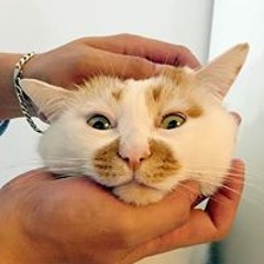 kiki