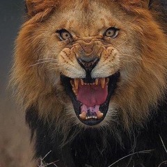 لمعان استار
