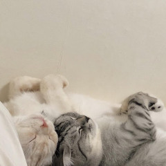 しずかな よるまんげつ