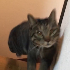 9N nyanko